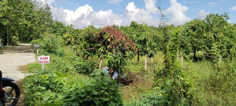 Bán mảnh đất vườn mặt tiền đường lộ dal phường Hòa Thuận, TP Cao Lãnh tỉnh Đồng Tháp