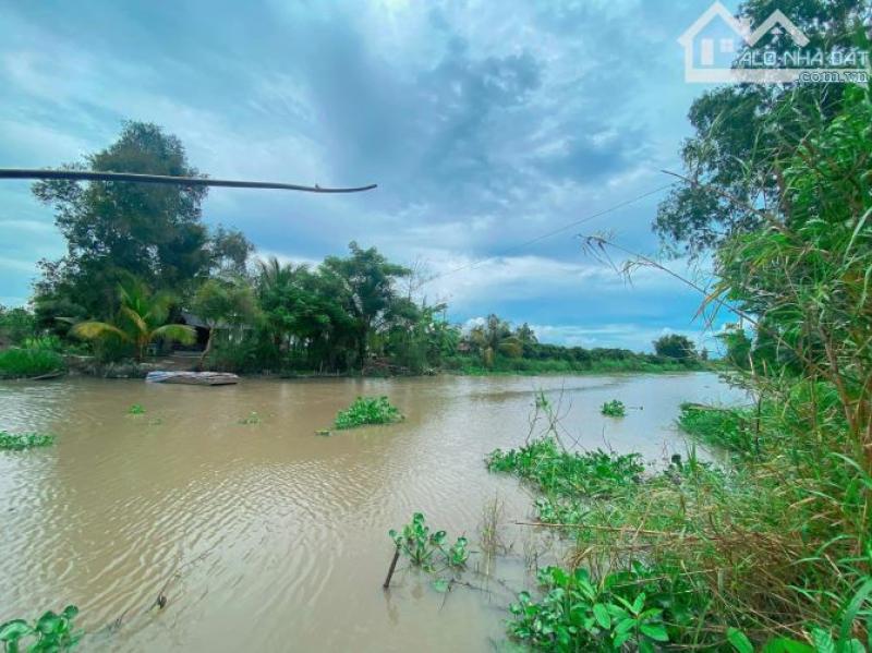 Siêu phẩm 42 công đất trồng mít với nhãn Cách chợ trường Long Tây TL926 2km