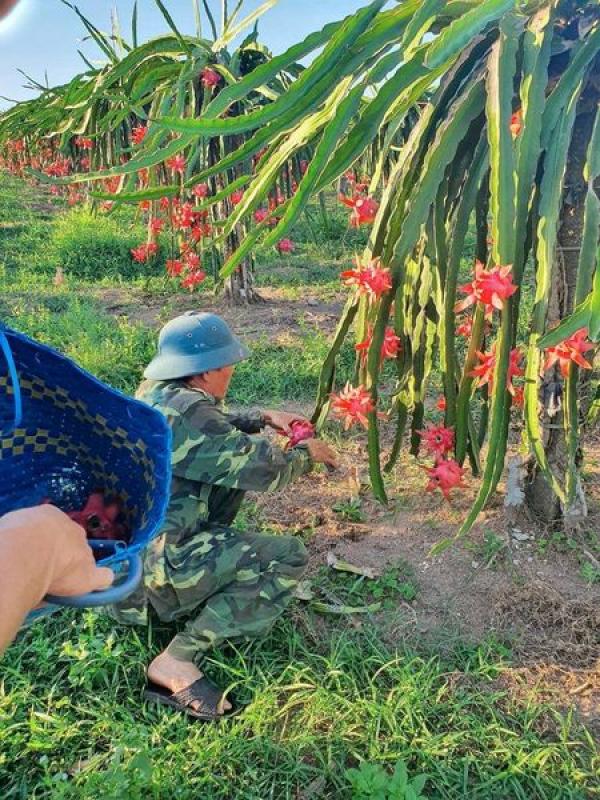 Bình Thuận Mùa Thanh Long lại đến, quả ngọt thanh, giải nhiệt cho mùa hè nóng bức thì còn gì