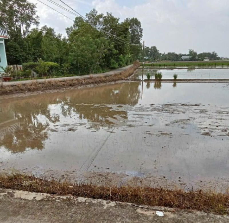 Bán đất ruộng cập lộ cặp kênh cách đường 19/5 vào 400m Huyện Vĩnh Lợi - Bạc Liêu