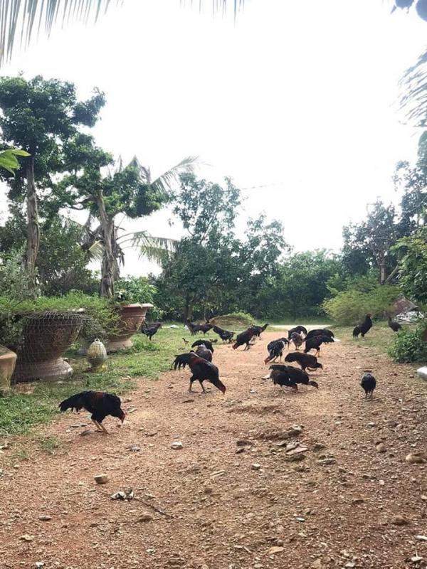 Bán 1,2 ha đất trồng sầu riêng, quýt. 1,5 năm tuổi,thuộc phú lý Vĩnh Cửu.