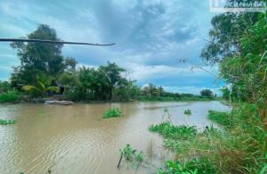 Siêu phẩm 42 công đất trồng mít với nhãn Cách chợ trường Long Tây TL926 2km