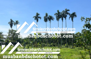 Bán đất tại Hậu Giang 